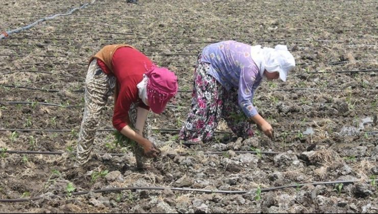 Mevsimlik tarım işçilerinin çalışma şartları düzeltiliyor